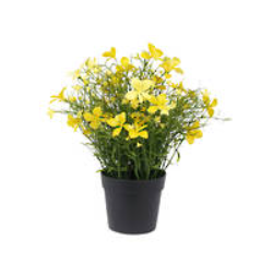 Celadine Wild Flower Potted Bush