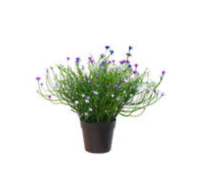 Babies Breath Potted Bush - Violet