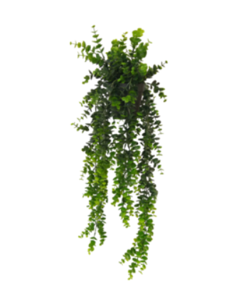 Potted Hanging Euclyptus