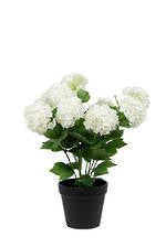 Snowball Off White