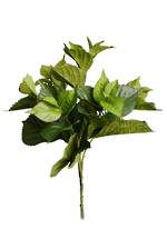 Hydrangea Leaf Bush