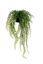 Potted Sword Fern
