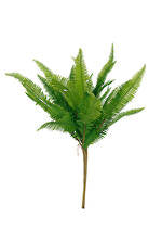 Ladder Fern Bush