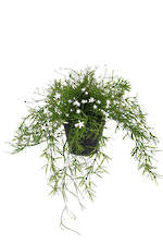 Babies Breath Trailing Potted Bush