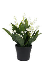 Potted Lily of the Valley Plant