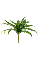 Birds Nest Fern