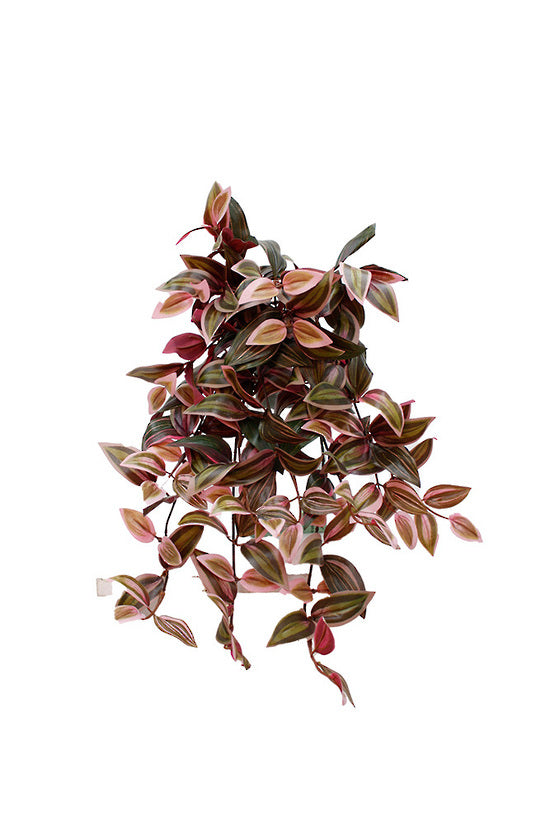 Wandering Dew Lilac Hanging Bush