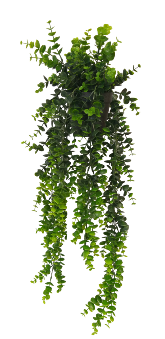 Potted Hanging Eucalyptus - Green