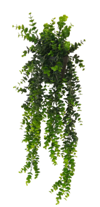 Potted Hanging Eucalyptus - Green