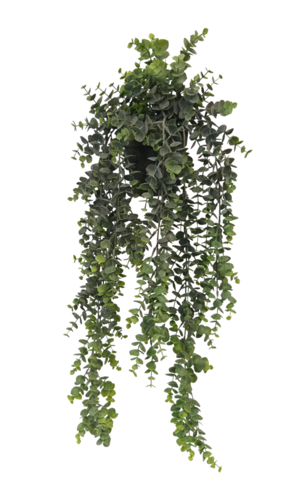 Potted Hanging Eucalyptus - Grey/Green