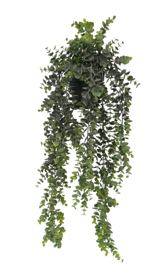Potted Hanging Eucalyptus - Grey/Green