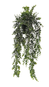 Potted Hanging Eucalyptus - Grey/Green
