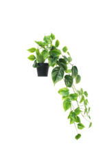 Hanging Philodendron
