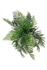 Leather Fern Bush