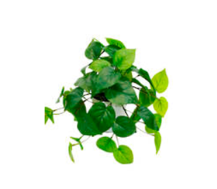 Philo Bush Potted