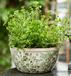 Botanical Pot