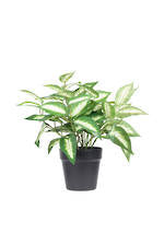 Diefenbachia Picta Potted Plant