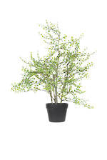 Angel Vine Potted