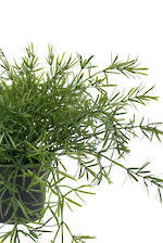 Asparagus Trailing Potted Plant