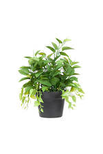 Golden Pothos Plant