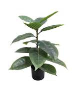 Rubber Plant