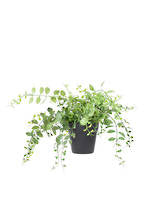 Dischidia Potted Plant