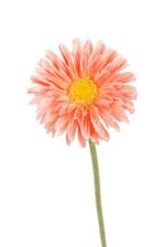 Single Mini Gerbera