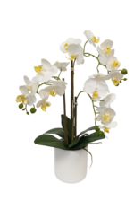White Pot Phalaenopsis (Orchid)