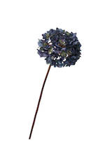 Dried Look Hydrangea-Blue