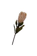 Dried Protea Small