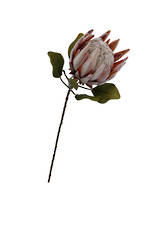 Dried Protea Large